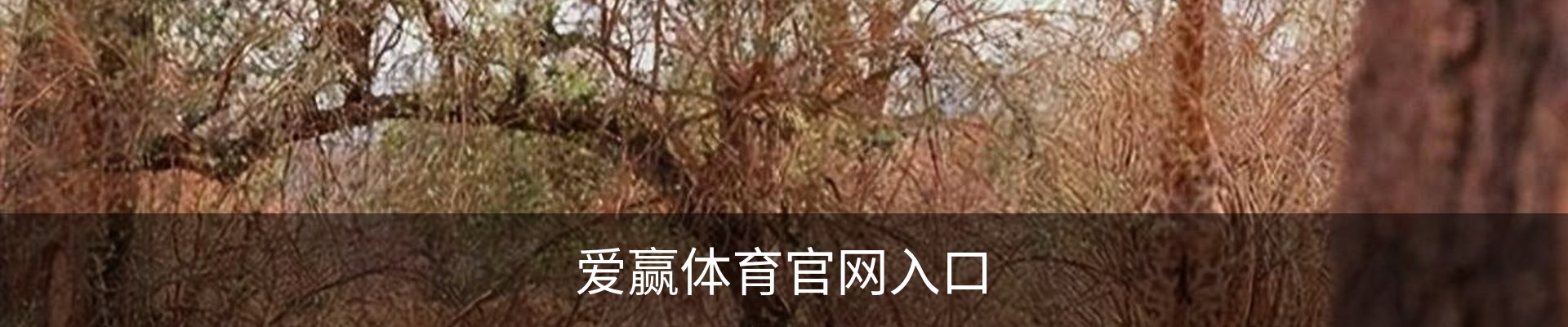 爱赢体育官网入口